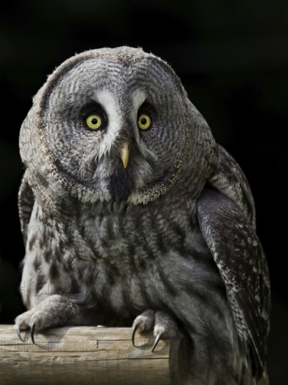 Great Grey Owl (Strix nebulosa), Hesse, Germany