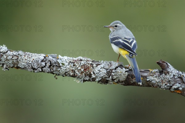 Grey Wagtail (Motacilla cinerea) juvenile perched on lichen branch, Andalusia, Spain