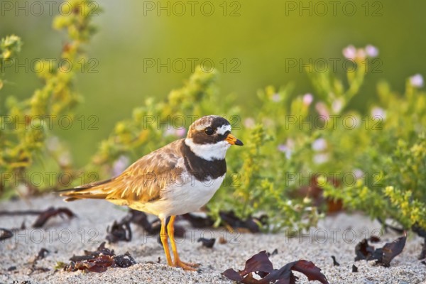 Common Ringed Plover (Charadrius hiaticula), Schleswig-Holstein, Germany