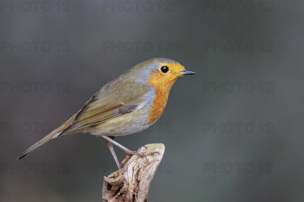 European Robin (Erithacus rubecula), North Rhine-Westphalia, Germany
