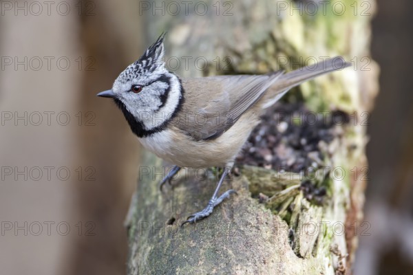 European Crested Tit (Lophophanes cristatus), Saxony-Anhalt, Germany
