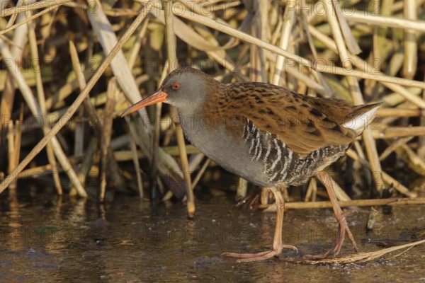 Water Rail (Rallus aquaticus), Utrecht, Netherlands