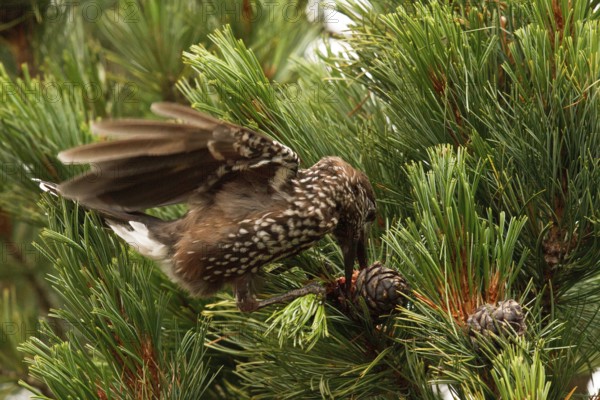 Spotted Nutcracker (Nucifraga caryocatactes) perched in a Swiss pine (Pinus cembra) tree, Bavaria, Germany