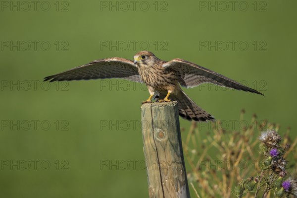 Common Kestrel (Falco tinnunculus) perched on a post spreading wings, Rhineland-Palatinate, Germany