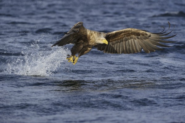 White-tailed Eagle (Haliaeetus albicilla) flying, Nord-Trondelag, Norway