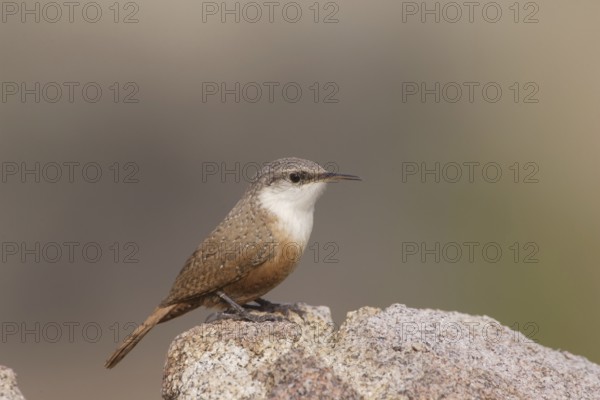 Canyon Wren (Catherpes mexicanus) male, California, USA