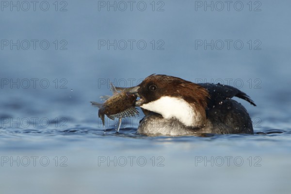 Smew (Mergellus albellus) female, Utrecht, Netherlands