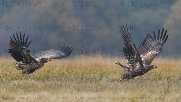 White-tailed Eagle (Haliaeetus albicilla) flying, Kutno, Poland