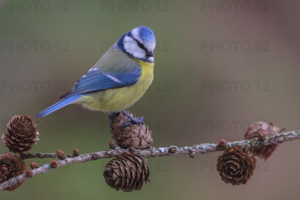 Eurasian Blue Tit (Cyanistes caeruleus), North Rhine-Westphalia, Germany