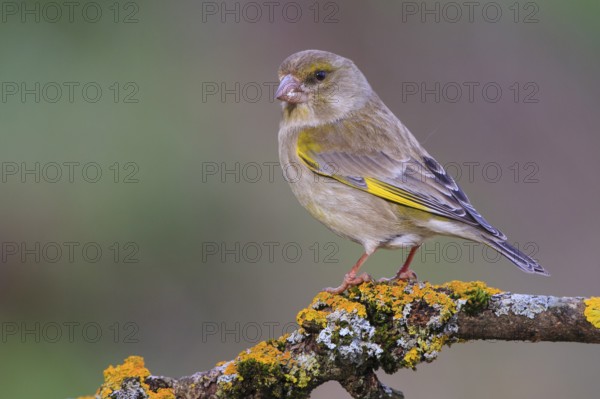 European Greenfinch (Chloris chloris) female, Carinthia, Austria