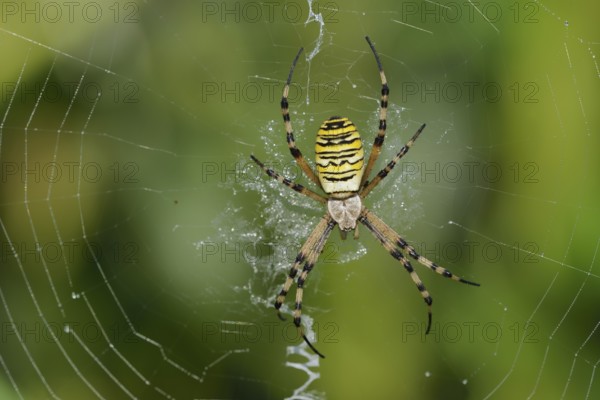 Wasp spider (Argiope bruennichi), female in web, North Rhine-Westphalia, Germany