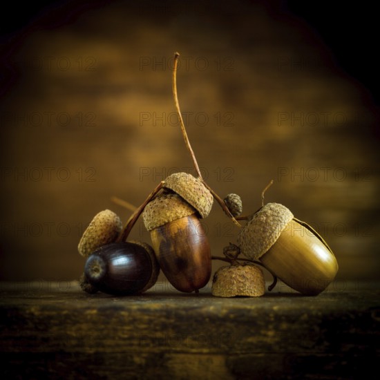 A captivating array of acorns and nuts is artistically placed on a wooden surface, surrounded by soft lighting that highlights their natural textures and colors