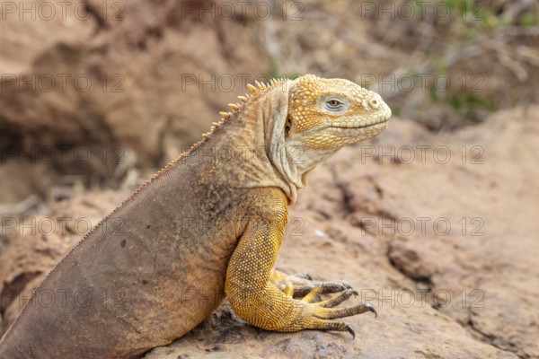 Drusenkopf (Conolophus subcristatus), Santa Cruz, Galapagos, Ecuador
