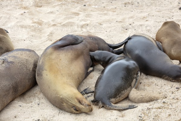 Sea lions (Zalophus wollebaeki), San Cristobal, Galapagos, Ecuador