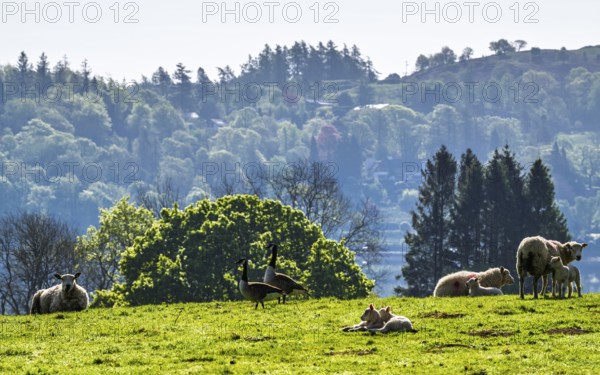Farms over Esthwaite Water, Lake District National Park, Cumbria, England, United Kingdom