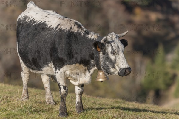 A black and white cow with a bell grazes in a green pasture under the warm glow of the rising sun. The serene rural landscape is characterised by gently rolling hills. High Rhine, Vosges, Great East, France