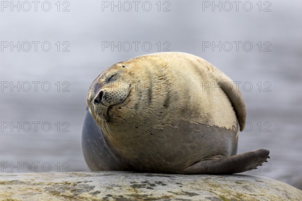 Harbour seal (Phoca vitulina) lying on a stone in the water, Mammals (Mammalia), Gravnesodden, Spitsbergen, Svalbard