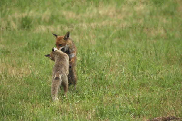 Red fox (Vulpes vulpes) male and weaned young playing on a mown meadow in light rain, Allgäu, Bavaria, Germany, Allgäu, Bavaria, Germany