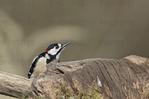 Great spotted woodpecker (Dendrocopos major), male, looking out from behind a tree stump overgrown with moss and lichen in the forest, Wilnsdorf, North Rhine-Westphalia, Germany
