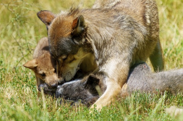 A wolf protects its puppies while they play in the grass, Timberwolf, wolf, American wolf, (Canis lupus lycaon), puppy, Germany