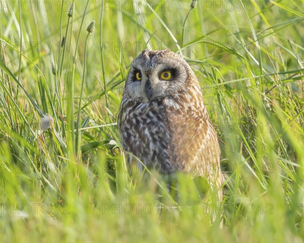 Short-eared owl (Asio flammeus) sitting hidden in a meadow, Wildlife, Nature photography, Lake Neusiedl, Hansag, Burgenland, Hungary, Austria, Eastern Europe