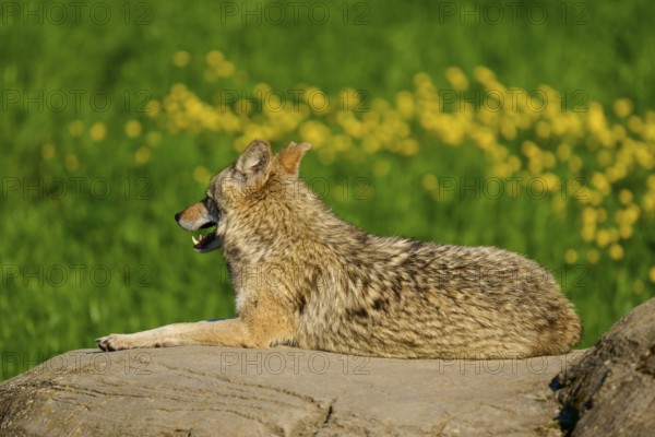 A coyote lies quietly on a rock, surrounded by grass and yellow flowers, Coyote (Canis latrans), Spring, France