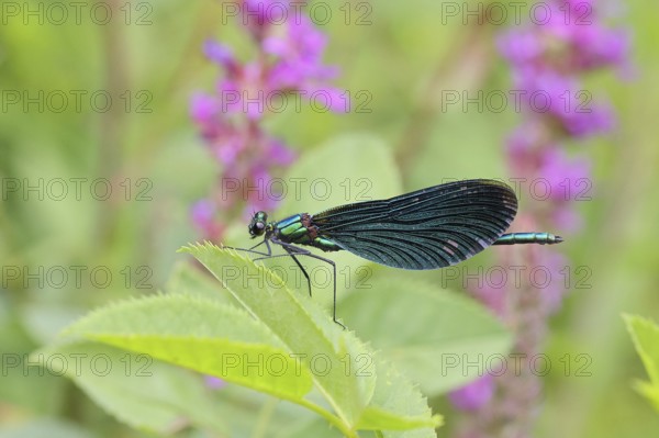 Blue-winged damselfly (Calopteryx virgo), male, on a leaf at a garden pond, close-up, Wilnsdorf, North Rhine-Westphalia, Germany