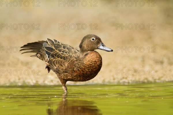 Brown Teal (Anas chlorotis) female, North Island, New Zealand