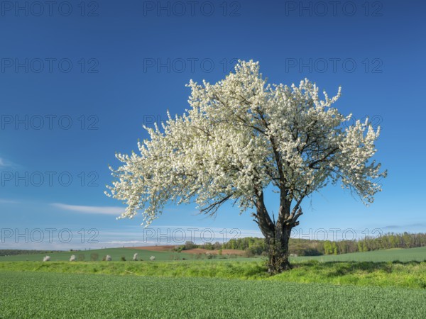Landscape in spring, green fields and blossoming old large cherry tree, Freyburg, Saxony-Anhalt, Germany