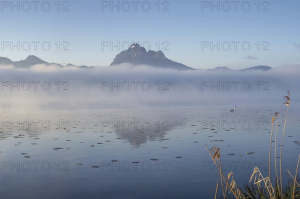 Sunrise at Lake Hopfensee near Füssen, with the Tegelberg massif and the Säuling behind it, Ostallgäu, Allgäu, Upper Swabia, Swabia, Bavaria, Germany