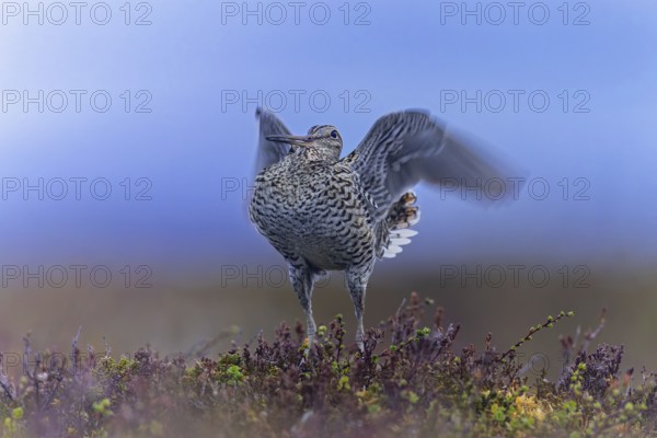 Great snipe (Gallinago media) male flapping wings during courtship display at lek at dusk on tundra breeding ground in spring, Sweden, Scandinavia