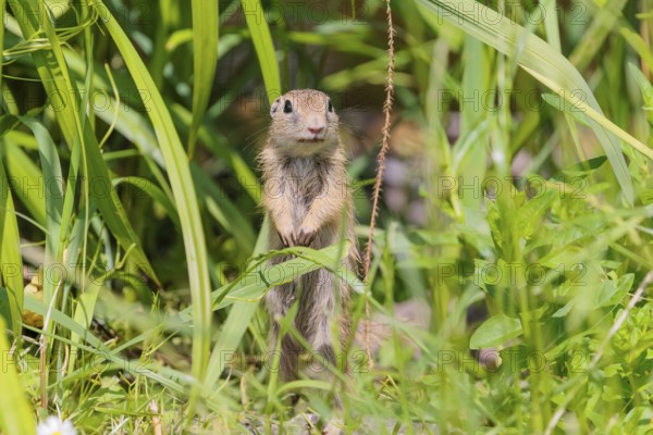 An adult European ground squirrel (Spermophilus citellus) or European souslik stands in a meadow with tall green vegetation on a sunny day