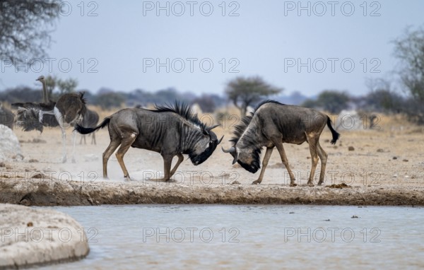 Blue wildebeest (Connochaetes taurinus), two males fighting at a waterhole, Nxai Pan National Park, Botswana