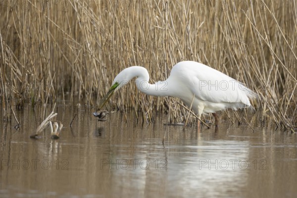 Great white egret (Ardea alba) adult bird in water on the edge of a reedbed with a frog for food in its beak in spring, England, United Kingdom