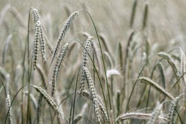 Triticale ears (triticale), Emsland, Lower Saxony, Germany