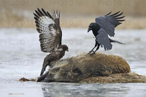 Impressive size comparison, size ratios between a common raven (Corvus corax) and a common buzzard (Buteo buteo) fighting over a wild boar carcass, wildlife, affected nature, native nature, Mecklenburg-Western Pomerania, Germany, Western Europe