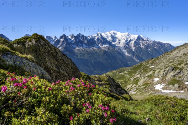 Mountain panorama with blooming alpine roses and glaciated mountain peaks, Aiguille du Midi and Mont Blanc, Aiguille de Mesure and Aiguille de Chamois, hiking in the Aiguilles Rouges, Chamonix, Haute-Savoie, France