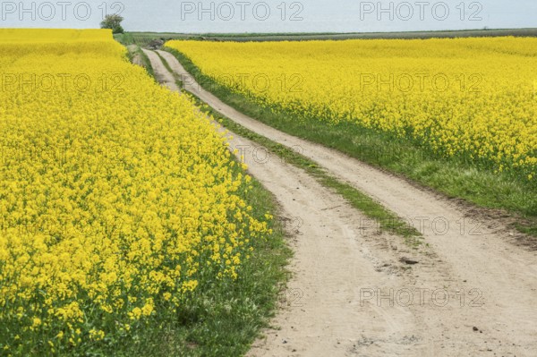 Gravel road through fields with rapeseed in Simrishamn municipality, Skåne county, Sweden, Scandinavia