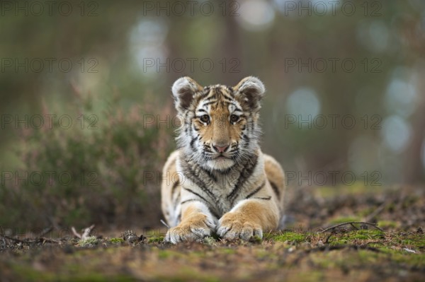 Royal Bengal tiger (Panthera tigris tigris), Indian tiger, impressive big cat, young in natural environment, resting in a clearing in the forest, frontal view