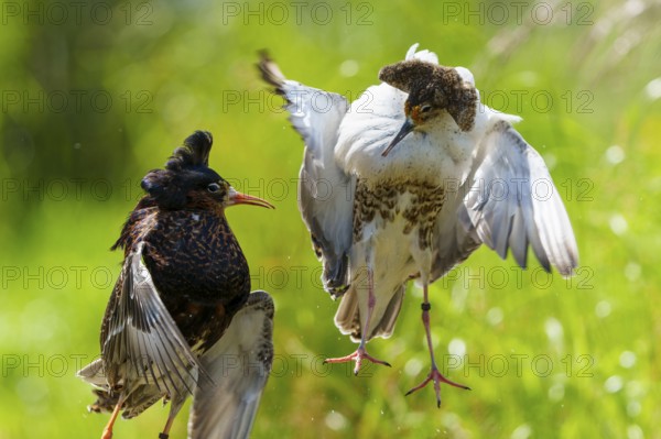 Two ruffs in tense flight pose, wings and feather details against green background, ruff (Calidris pugnax, syn.: Philomachus pugnax), courtship display, France