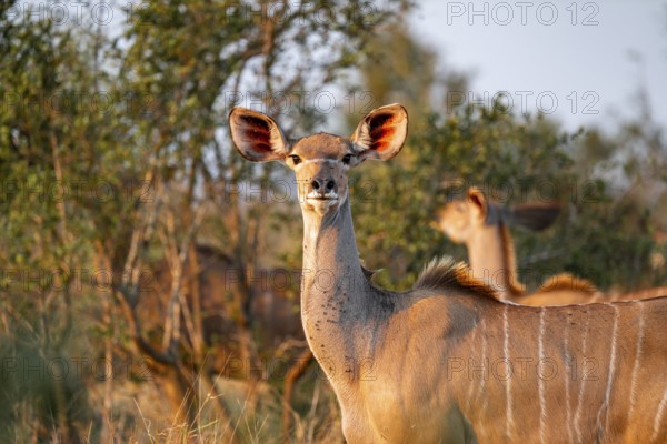 Greater kudu (Tragelaphus strepsiceros) in dry grass, adult female in evening light, alert, animal portrait, Kruger National Park, South Africa
