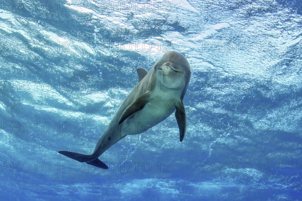 Bottlenose dolphin (Tursiops truncatus) Dolphin Flipper marine mammal looking at viewer, above moving sea surface, Caribbean Sea