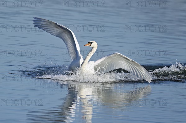 Mute swan (Cygnus olor), on landing approach, Flachsee nature reserve, Freiamt, Canton Aargau, Switzerland