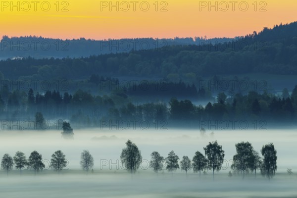 Early morning fog over the moor, birch (Betula), birch family (Betulaceae), dawn, fog, Pfrungen, Pfrunger-Burgweiler Ried, Baden-Wuerttemberg, Germany