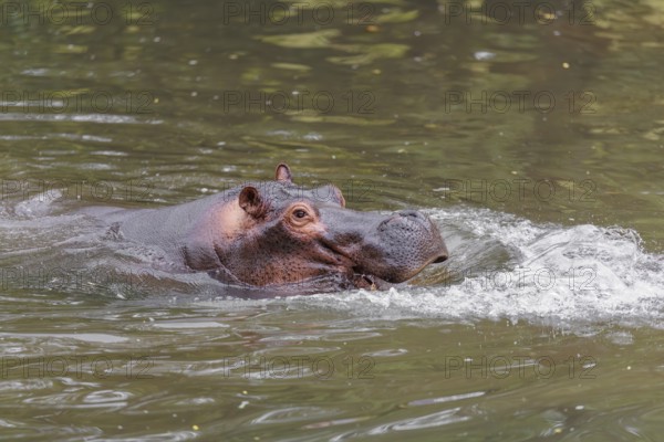 An adult male hippopotamus (Hippopotamus amphibius) shows aggression and defends its territory