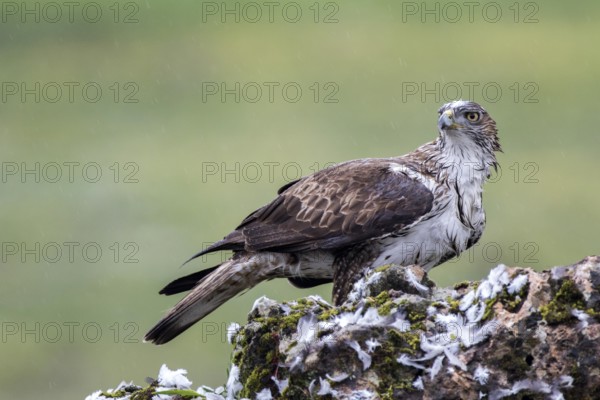 Bonelli's Eagle (Aquila fasciata) female, Andalusia, Spain