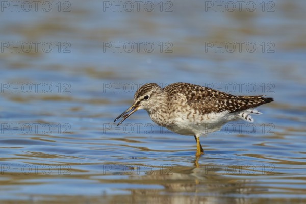 Wood Sandpiper (Tringa glareola) foraging, Lesvos, Greece