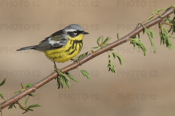 Magnolia Warbler (Setophaga magnolia) male perched on a branch, Texas, USA