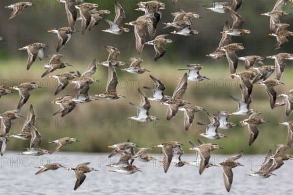 Ruff (Calidris pugnax) group flying, Romania