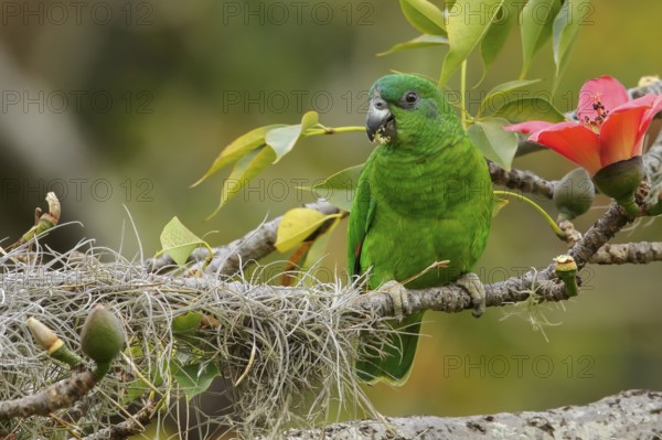 Black-billed Parrot (Amazona agilis) perched on a branch in Jamaica in the Caribbean